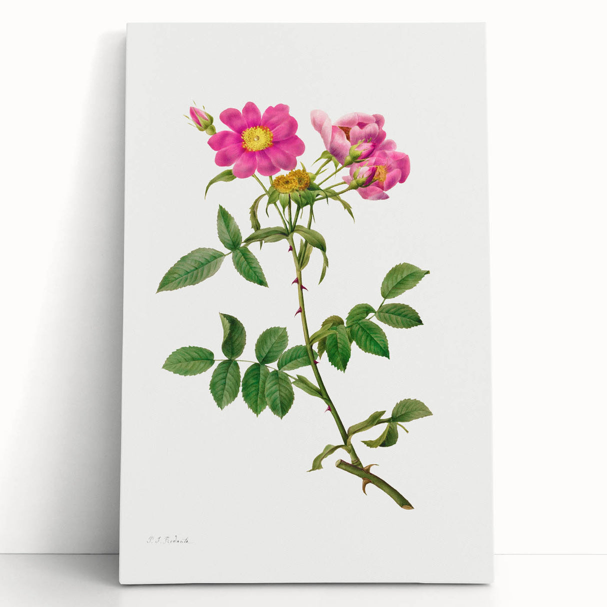Neoclassical Art Prints: Rosa Collina Monsoniana by Pierre-Joseph Redouté