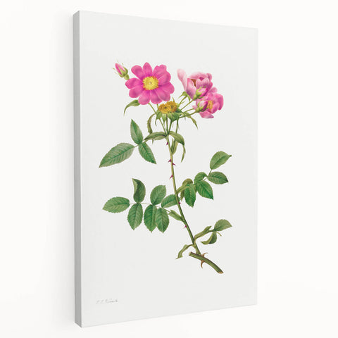 Neoclassical Art Prints: Rosa Collina Monsoniana by Pierre-Joseph Redouté