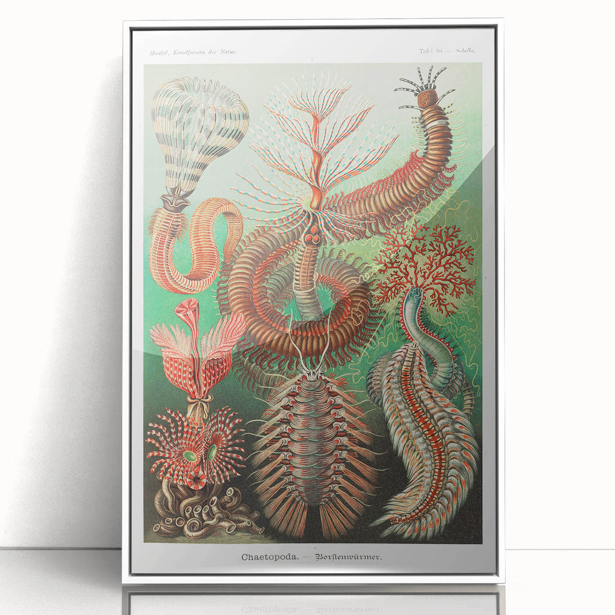 Modern Wall Art: Chaetopoda - Intricate Marine Life Illustration