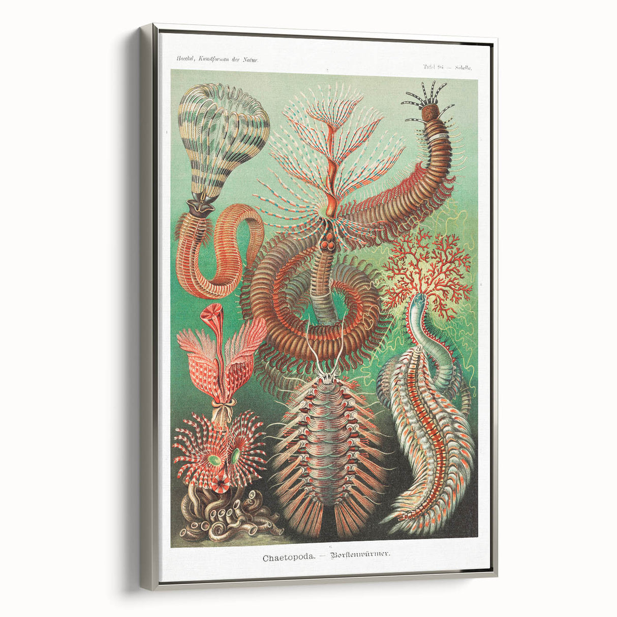Modern Wall Art: Chaetopoda - Intricate Marine Life Illustration