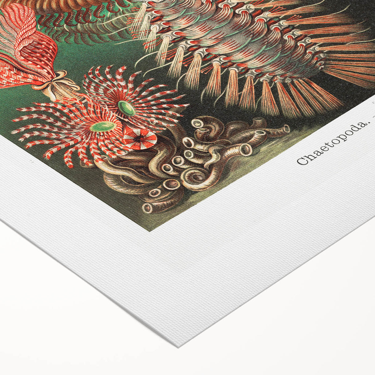 Modern Wall Art: Chaetopoda - Intricate Marine Life Illustration