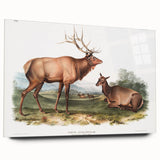 Romantic Art Prints: American Elk - Historic Wildlife Illustration