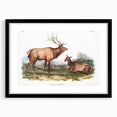 Romantic Art Prints: American Elk - Historic Wildlife Illustration