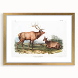 Romantic Art Prints: American Elk - Historic Wildlife Illustration
