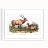 Romantic Art Prints: American Elk - Historic Wildlife Illustration