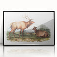 Romantic Art Prints: American Elk - Historic Wildlife Illustration