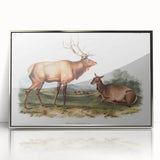 Romantic Art Prints: American Elk - Historic Wildlife Illustration