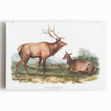 Romantic Art Prints: American Elk - Historic Wildlife Illustration