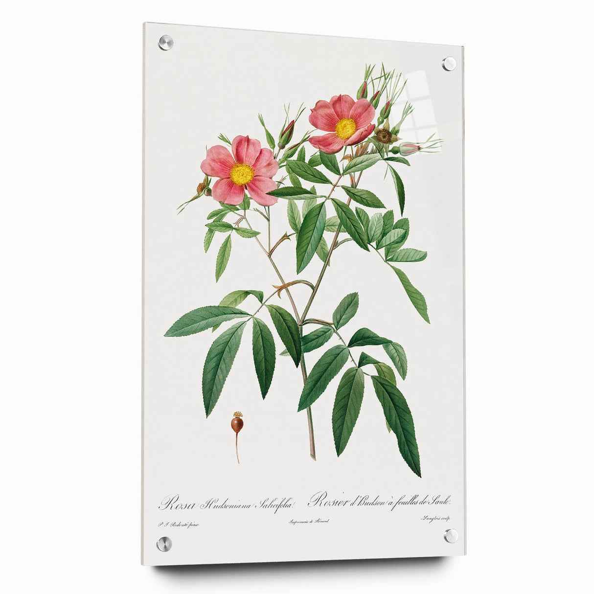 Neoclassical 18th Century Pink Rose Art Print by Redouté