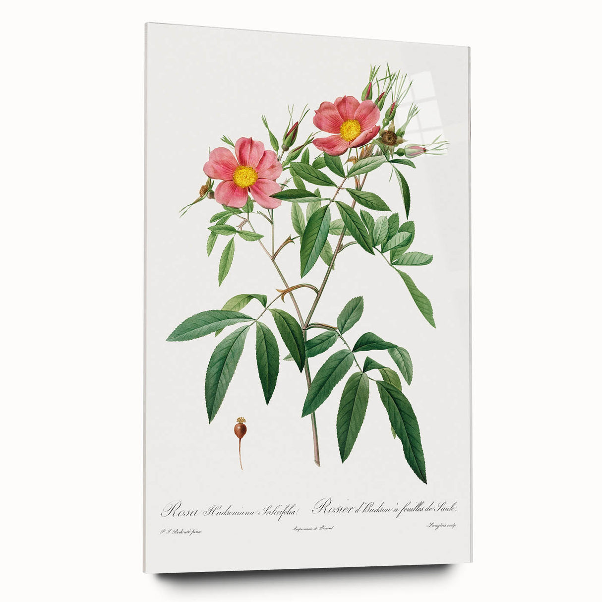 Neoclassical 18th Century Pink Rose Art Print by Redouté