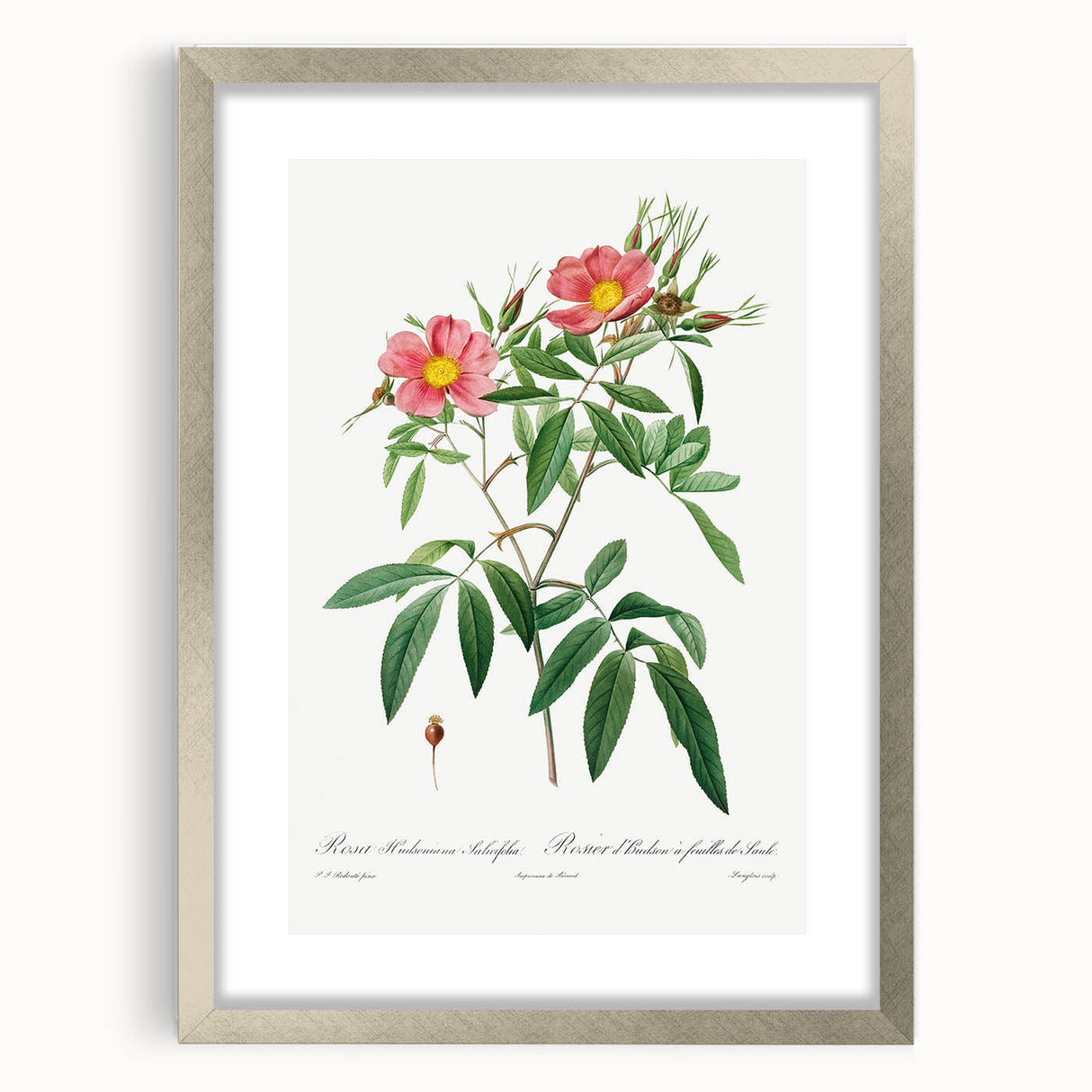 Neoclassical 18th Century Pink Rose Art Print by Redouté
