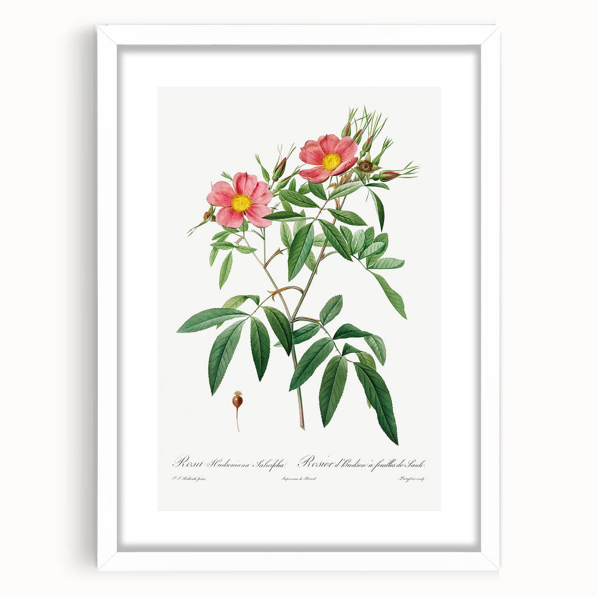 Neoclassical 18th Century Pink Rose Art Print by Redouté