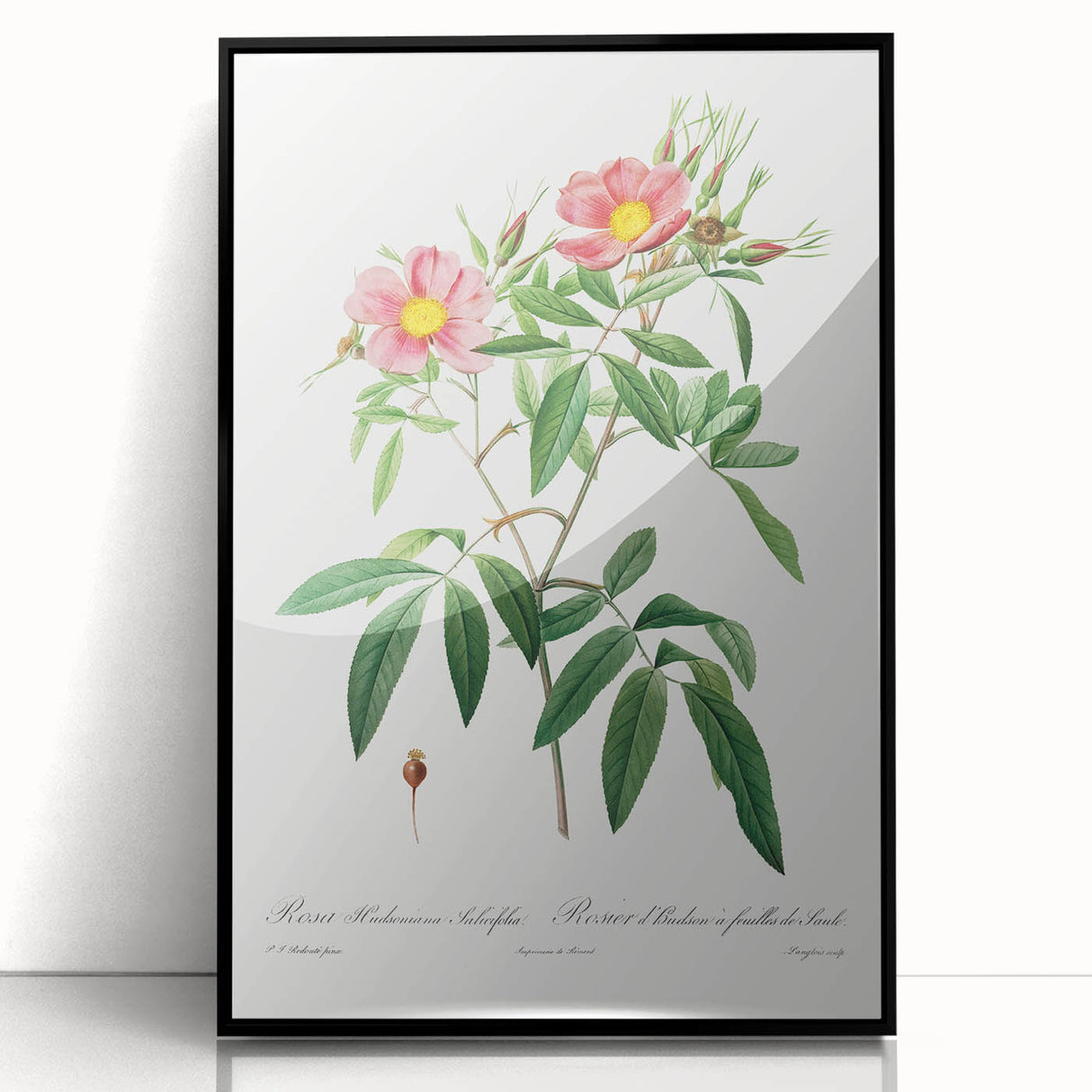 Neoclassical 18th Century Pink Rose Art Print by Redouté