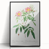 Neoclassical 18th Century Pink Rose Art Print by Redouté