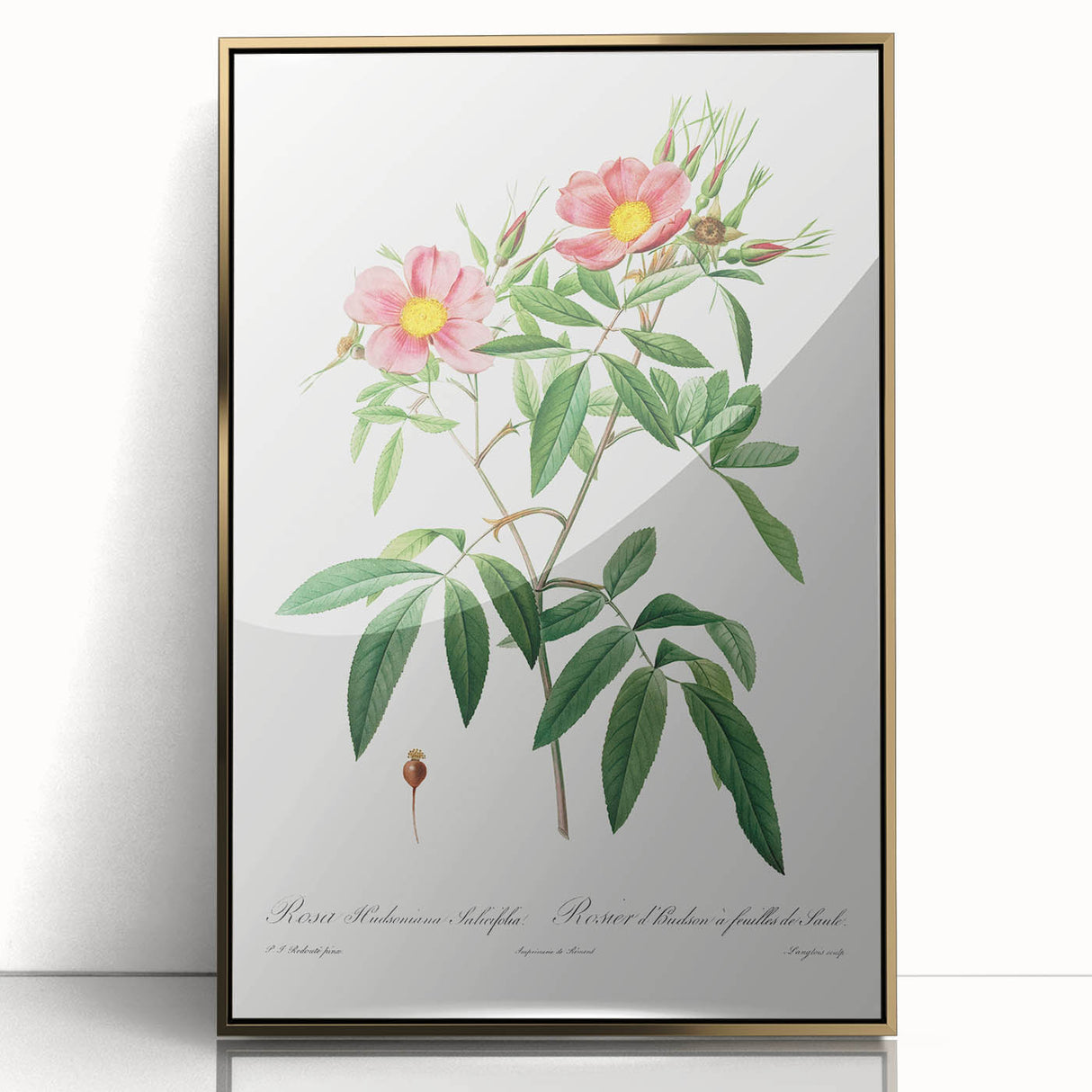 Neoclassical 18th Century Pink Rose Art Print by Redouté