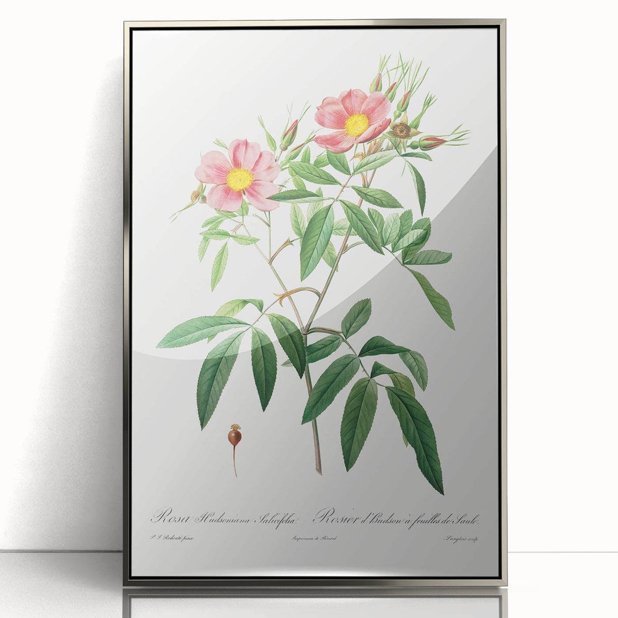 Neoclassical 18th Century Pink Rose Art Print by Redouté