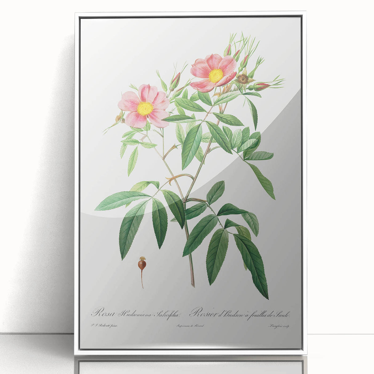 Neoclassical 18th Century Pink Rose Art Print by Redouté