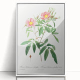 Neoclassical 18th Century Pink Rose Art Print by Redouté
