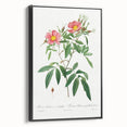 Neoclassical 18th Century Pink Rose Art Print by Redouté