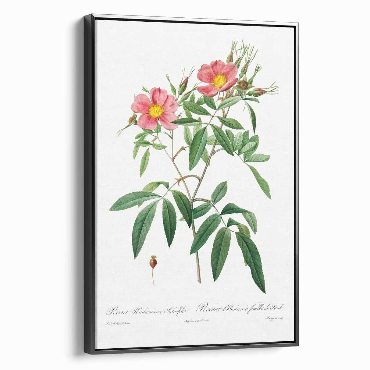 Neoclassical 18th Century Pink Rose Art Print by Redouté