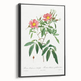 Neoclassical 18th Century Pink Rose Art Print by Redouté
