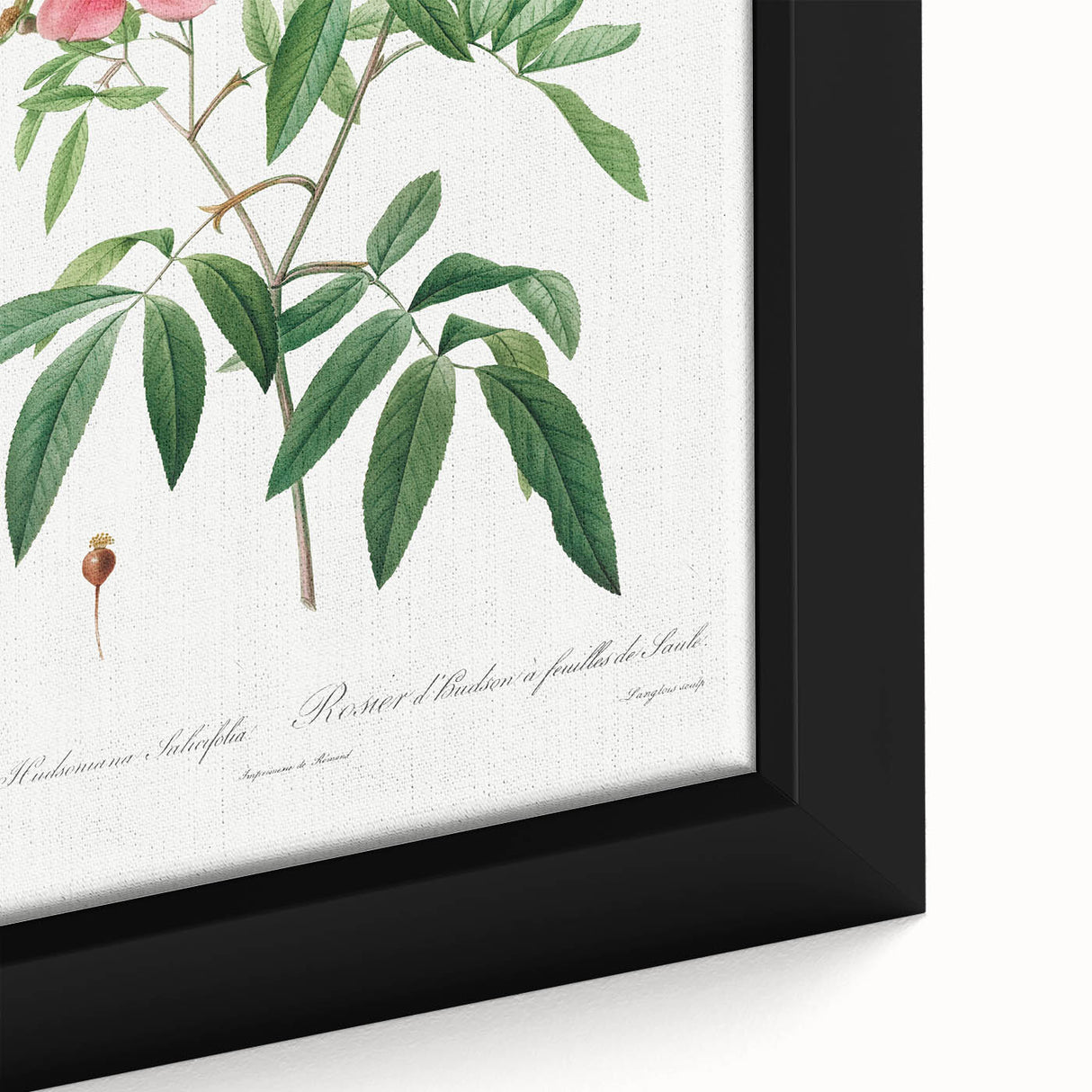 Neoclassical 18th Century Pink Rose Art Print by Redouté