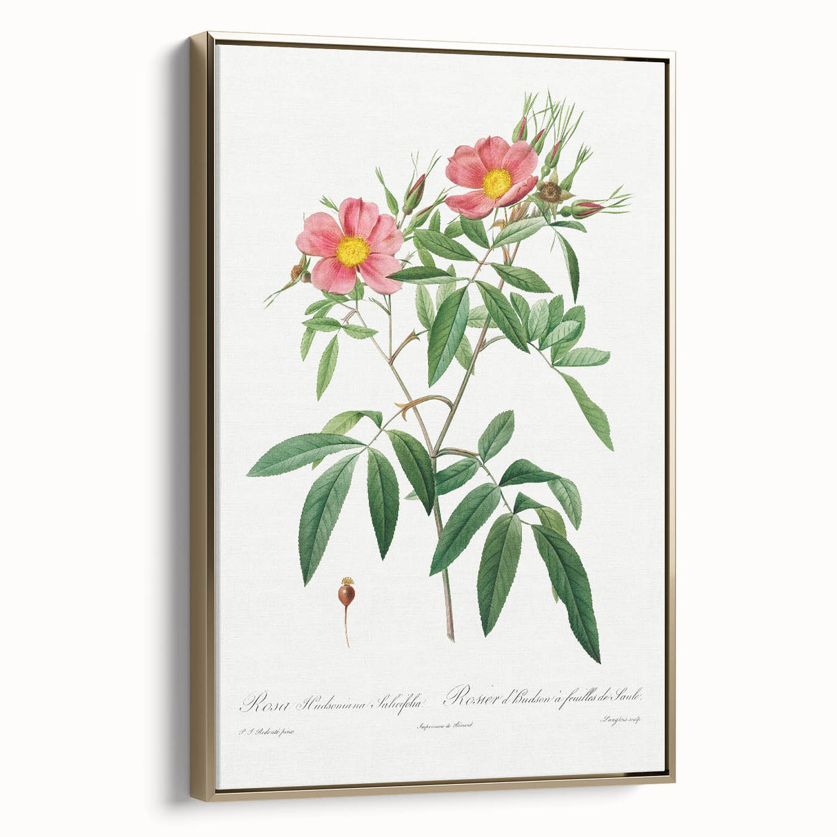 Neoclassical 18th Century Pink Rose Art Print by Redouté
