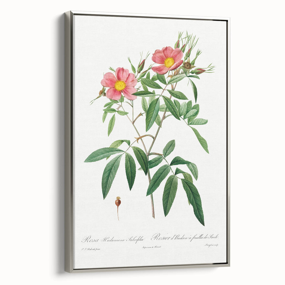Neoclassical 18th Century Pink Rose Art Print by Redouté