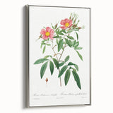 Neoclassical 18th Century Pink Rose Art Print by Redouté