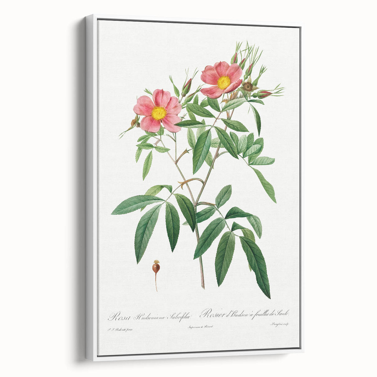 Neoclassical 18th Century Pink Rose Art Print by Redouté