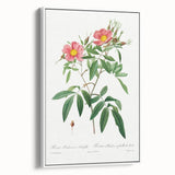 Neoclassical 18th Century Pink Rose Art Print by Redouté