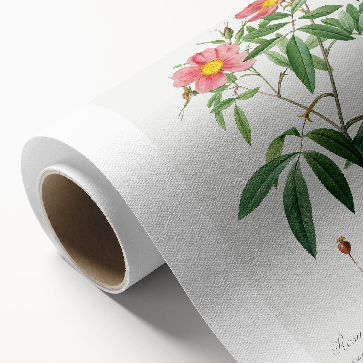 Neoclassical 18th Century Pink Rose Art Print by Redouté