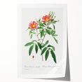 Neoclassical 18th Century Pink Rose Art Print by Redouté
