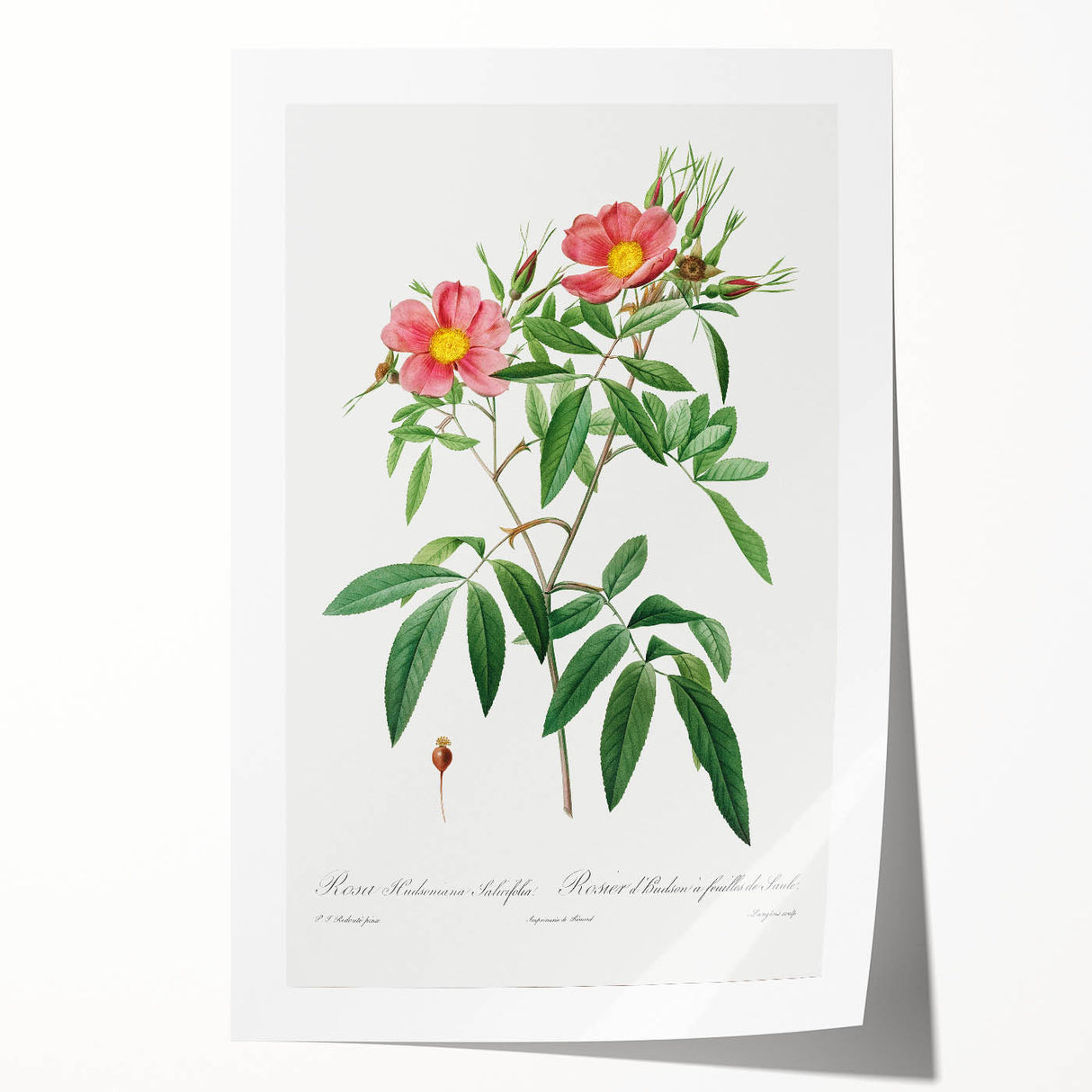 Neoclassical 18th Century Pink Rose Art Print by Redouté