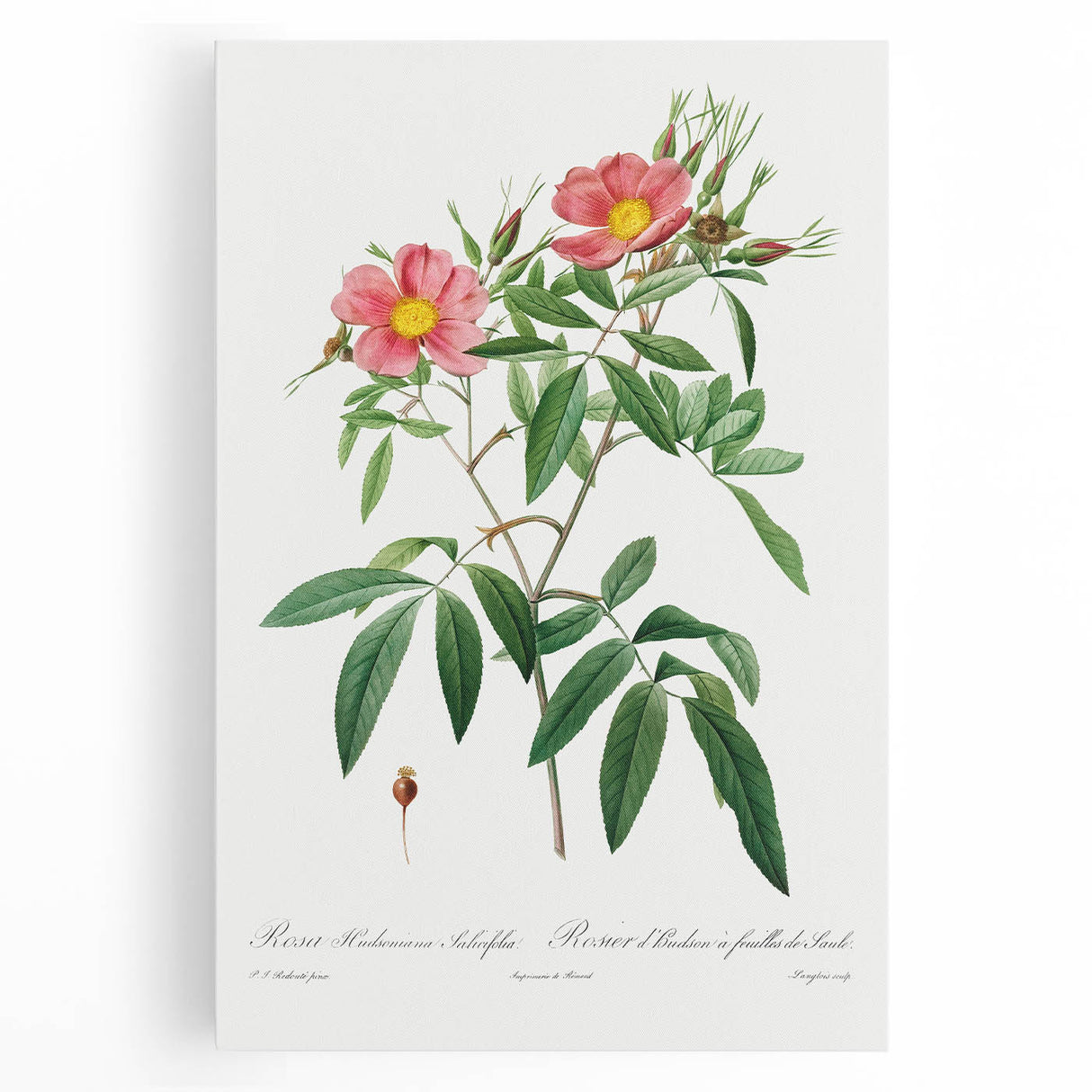 Neoclassical 18th Century Pink Rose Art Print by Redouté