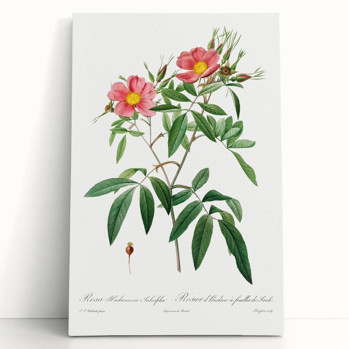 Neoclassical 18th Century Pink Rose Art Print by Redouté