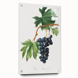 Romanticism Art: Brachetto Grape Botanical Illustration Canvas Print