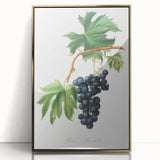 Romanticism Art: Brachetto Grape Botanical Illustration Canvas Print