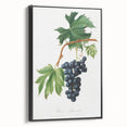 Romanticism Art: Brachetto Grape Botanical Illustration Canvas Print