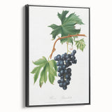 Romanticism Art: Brachetto Grape Botanical Illustration Canvas Print