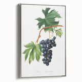 Romanticism Art: Brachetto Grape Botanical Illustration Canvas Print