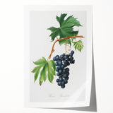 Romanticism Art: Brachetto Grape Botanical Illustration Canvas Print