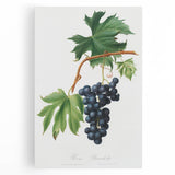 Romanticism Art: Brachetto Grape Botanical Illustration Canvas Print