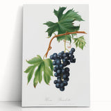 Romanticism Art: Brachetto Grape Botanical Illustration Canvas Print