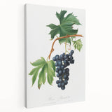 Romanticism Art: Brachetto Grape Botanical Illustration Canvas Print
