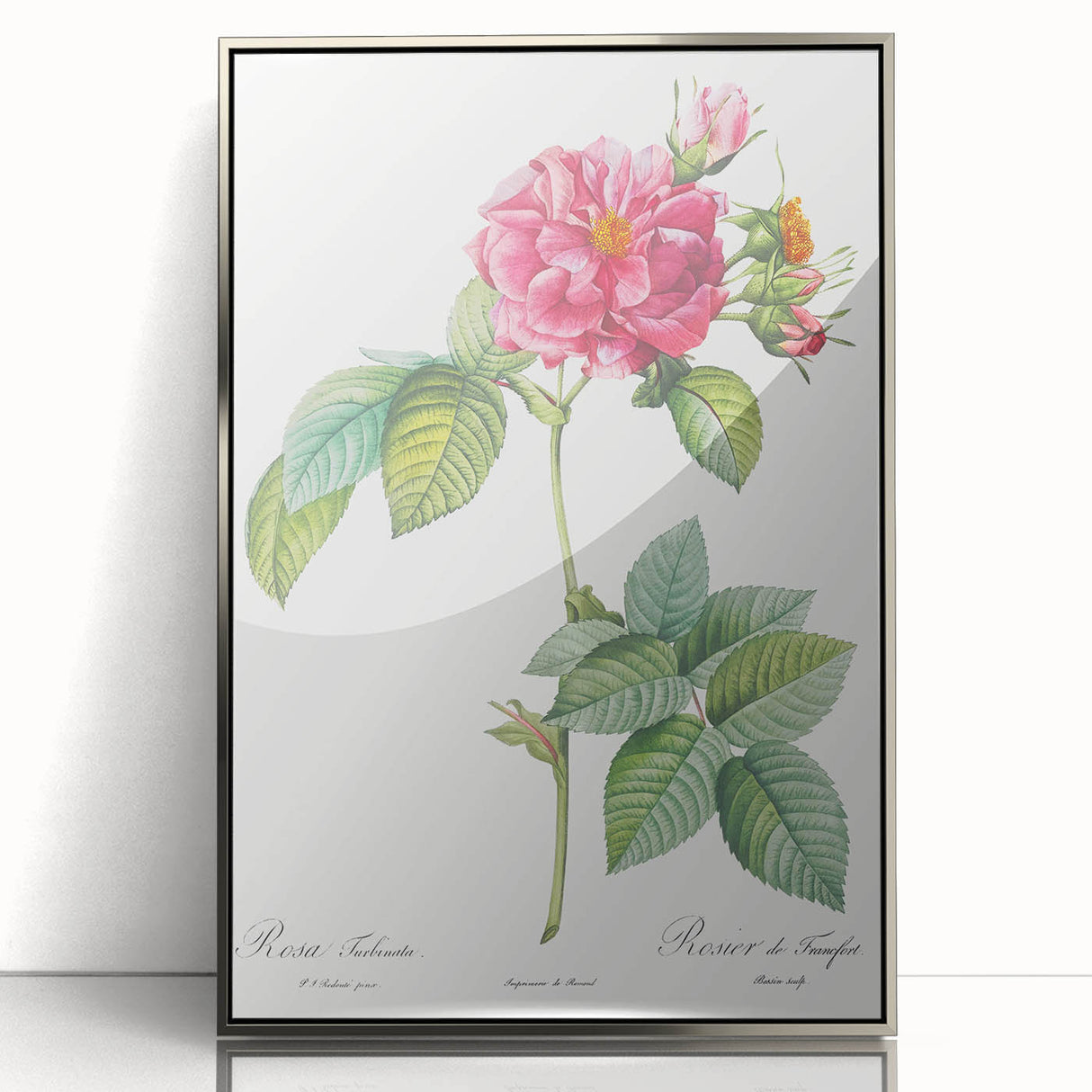 18th Century Classical Rose of Frankfurt Neoclassical Art Print