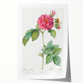 18th Century Classical Rose of Frankfurt Neoclassical Art Print
