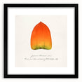 Extra large abstract art print featuring colorful, textured depictions of fruits on a black framed canvas.