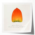 Extra large rolled print of vibrant fruits and floral art, ideal for dining room or bathroom wall decor.