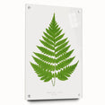 Realism Art Prints - Acrostichum Alienum Fern by Edward Joseph Lowe